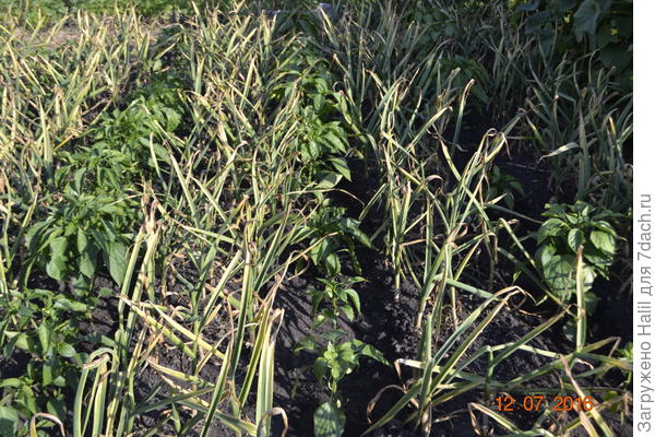 Здесь в чесноке растет перец.