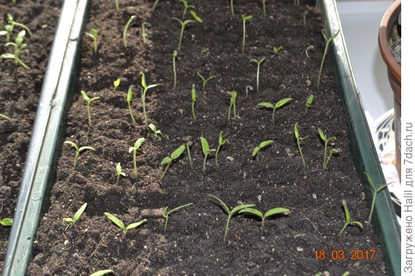 По мере роста рассады добавляю грунт,помидоры не пикирую.