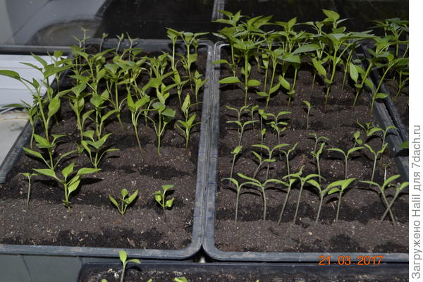 Поливаю умеренно.