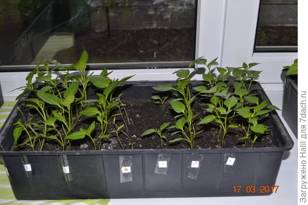 Рассада перца.