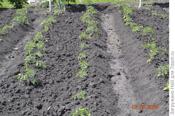 Для полива применяю бороздки,сверху лейкой не поливаю.