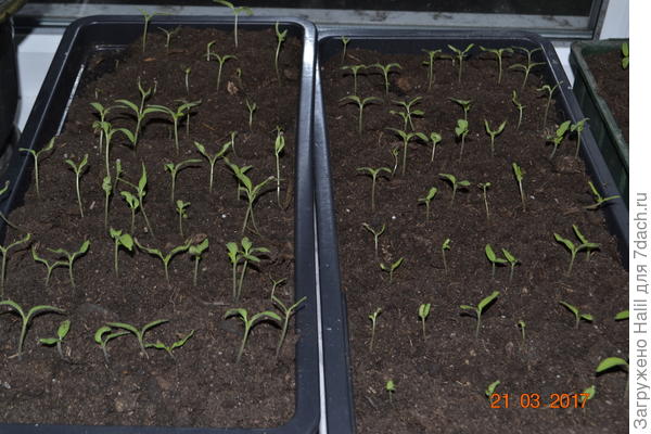 рассада помидор.