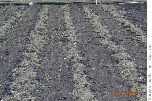 А здесь лук.