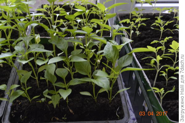 Справа ящичек помидоры.