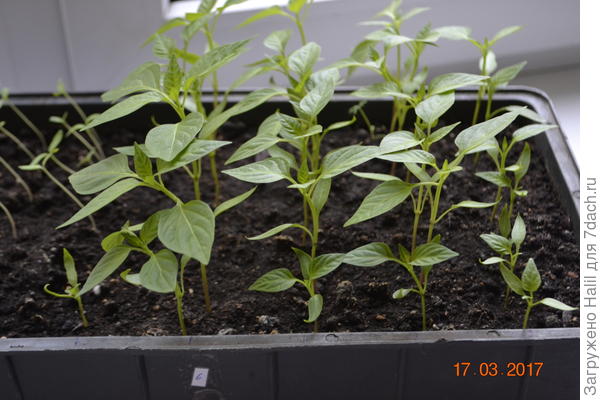 Перец болгарский.Фото сделано в марте.