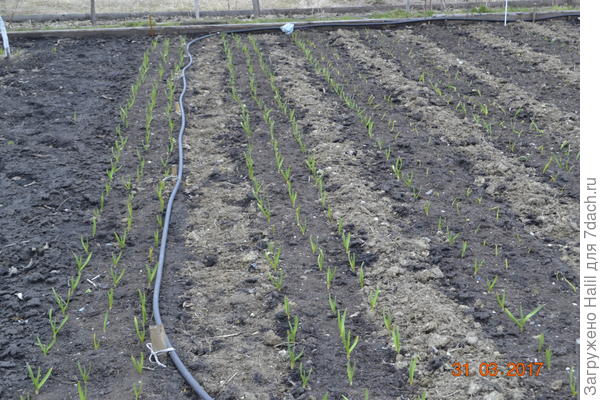 Это фото этого года конц марта,первых две грядки чеснок.