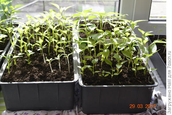 Слева ящичек помидоры,с права перцы.