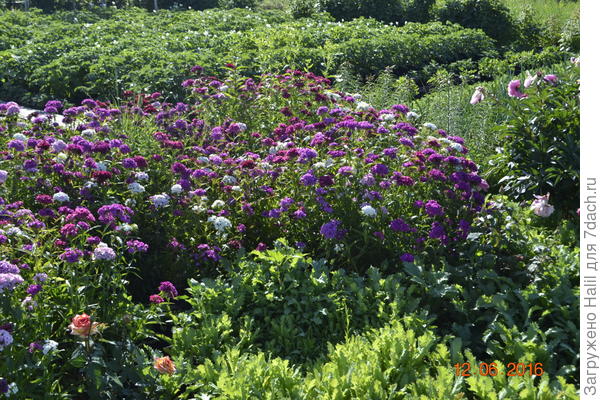 На дальном плане цветет и растет картофель.
