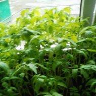 Рассада готова к высадке.