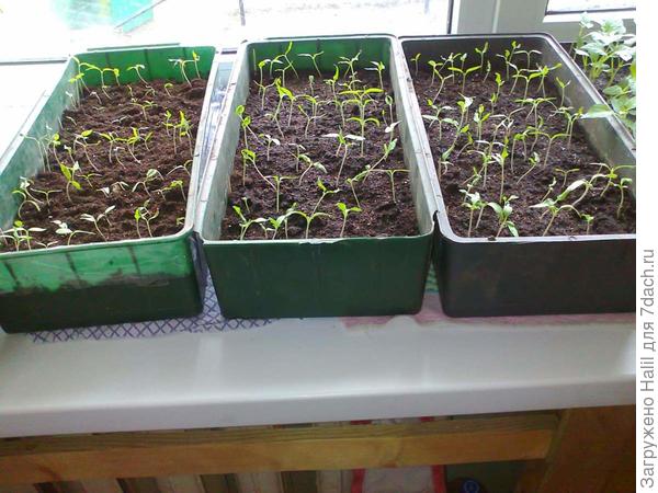 рассада помидор прошлого года.