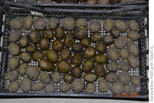 Вот так проращиваю картофель и периодически опрыскиваю водой из пульверизатора,чтобы клубни не сморщились.