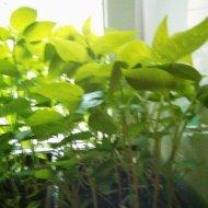 Тоже готова к высадке.