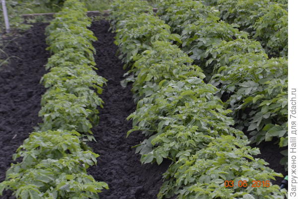 Картофель прошлого года растет хорошо и урожай был хороший.