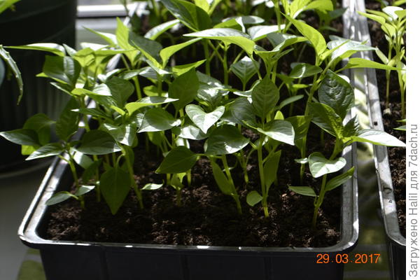 Рассада перца.