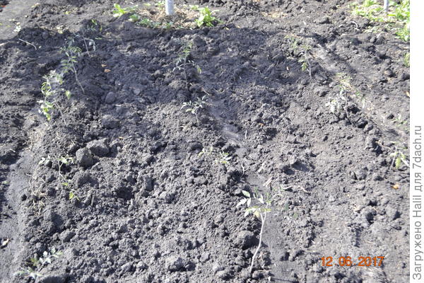 Вот помидоры,фото получилось не удачный,но видно рассада,и все желтые листья срезал и оставил только зелёные.