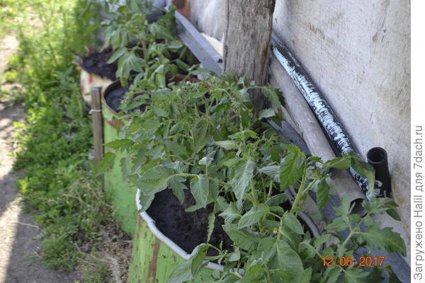 А эти помидоры растут с южной стороны и постоянно под солнцем,и сверху имеется навес,чтобы не попадал дождь,на помидоры.