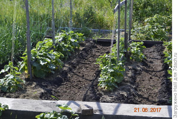 В бороздке видно навоз-перегной,уже собрали первые огурчики.