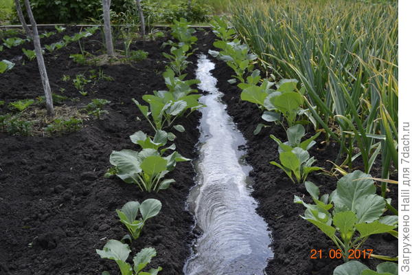 Вода в бороздке.