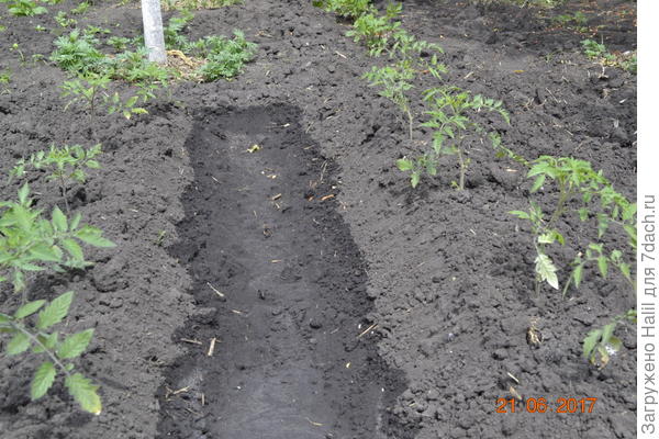 Полив помидор.