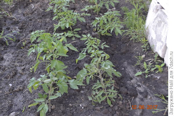 Обрываю,только пожелтевшие листья.