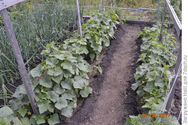Вот так выращиваю огурцы на шпалере,не пасынкую и листья не убираю,кроме пожелтевших.