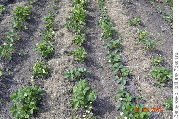 В клубнике в бороздке тоже навоз.