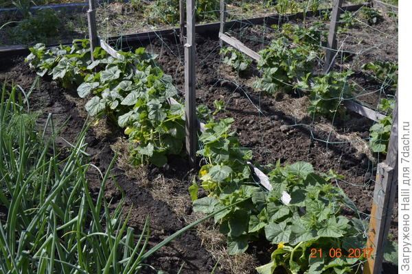 Вот огурцы,поливаю по бороздкам,а в бороздке навоз-перегной.