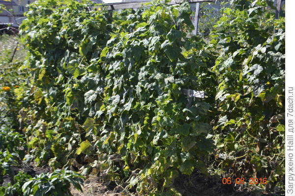 Вот огурцы прошлого года.Внизу много пожелтевшие литья,ну и что,а урожай хороший.