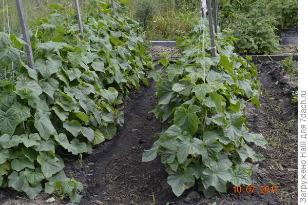 Вот огурцы растут и плодоносят, завязи очень много,Никакие подкормки не даю,кроме полива,но и навоз перегной.