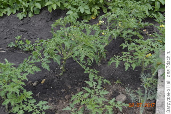 Вот на фото томаты черии,растут самосевом.