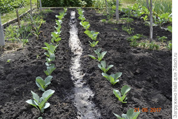 Капуста поливаю по бороздкам,в бороздке навоз-перегной.
