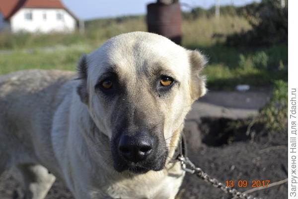 А собаку зовут Герда,породы &quot;Алабай&quot;
