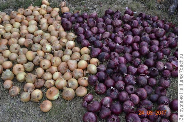 После длительной сушки лука обрезаю высохшую ботву .