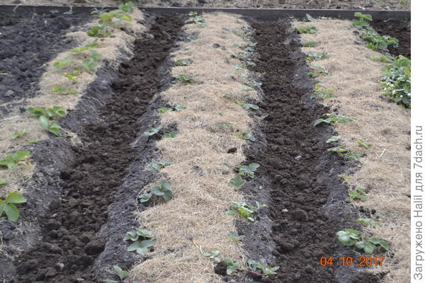 Замульчировал скошенной газоной травой.