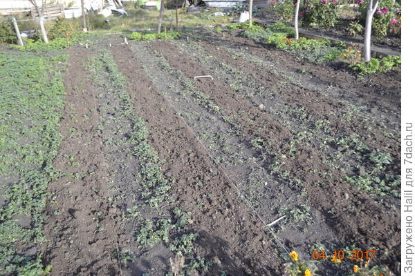 Вот на фото посажен лук и чеснок,темная полоса посажен лук и замульчировал навозом-перегноем,а светлая полоса навозом замульчировал.