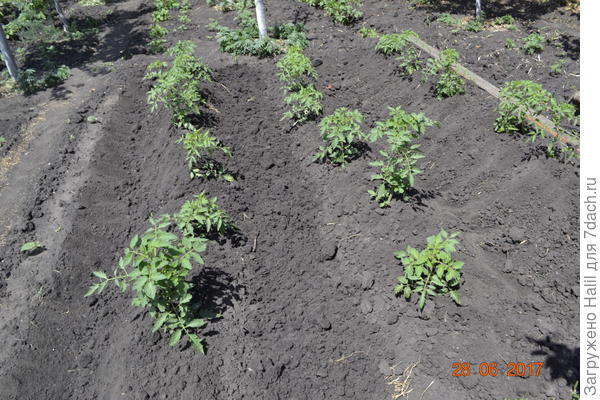 Вот так окучиваю грядки,а правее по бороздке буду поливать.