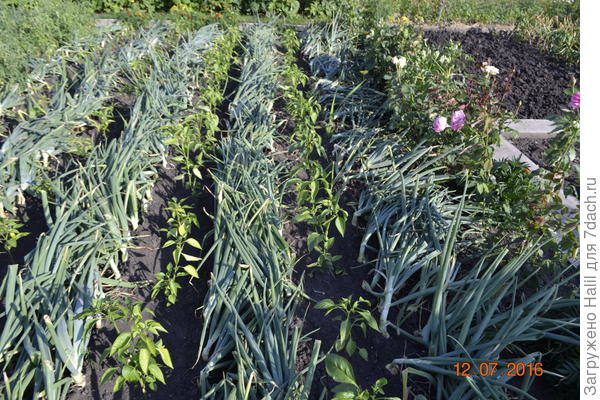 А это результат посадки озимого лука.