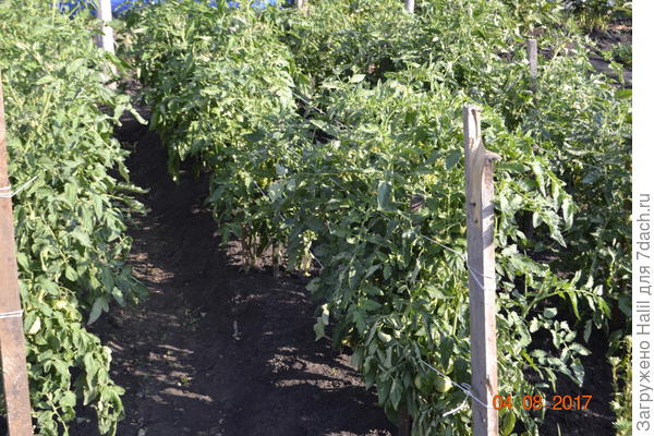 Вот мои помидоры на открытом грунте.