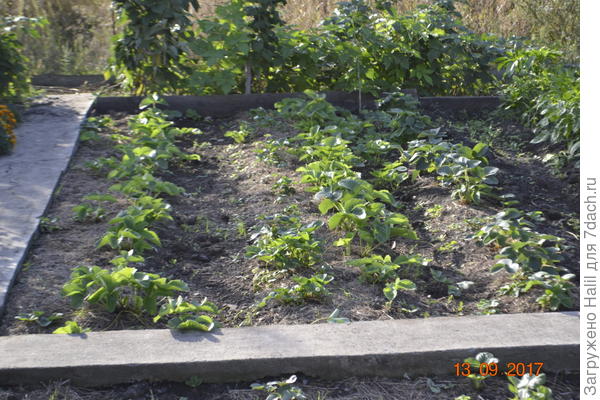 Вот так мульчирую клубнику и поливаю не сверху а по бороздкам.