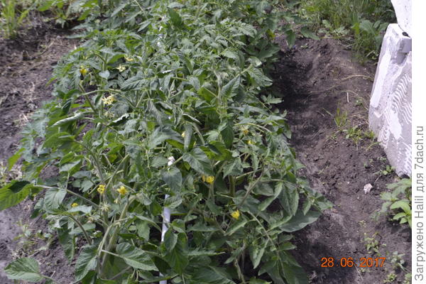 Поливаю по бороздкам.