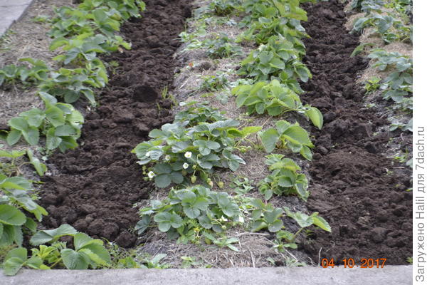 Клубника подготовлена к зимовке,в бороздках навоз-перегной.