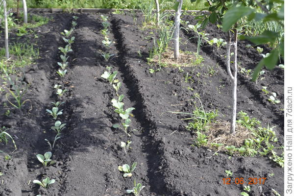 Вот так сажаю рассаду капусту в бороздки и поливаю по бороздкам.