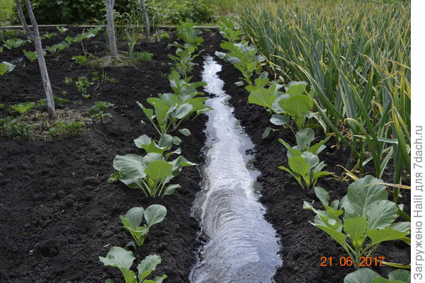 По мере роста  капусту окучиваю за сезон раза 2-3.
