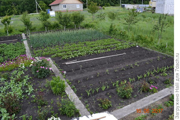 Общий вид моего участка.