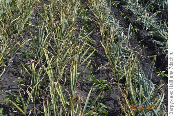 В чесноке и луке посажен перец.