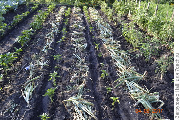 Вот так как на фото,после уборки лука и чеснока,окучиваю и получается бороздка(канавка)для полива.