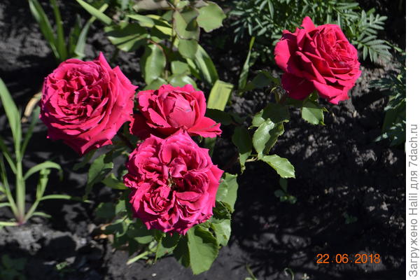 Ну и цветы тоже растут.