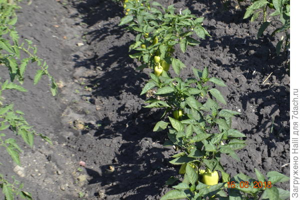 Уже есть плоды,поливаю всё что растет а огороде по бороздкам(по канавкам)