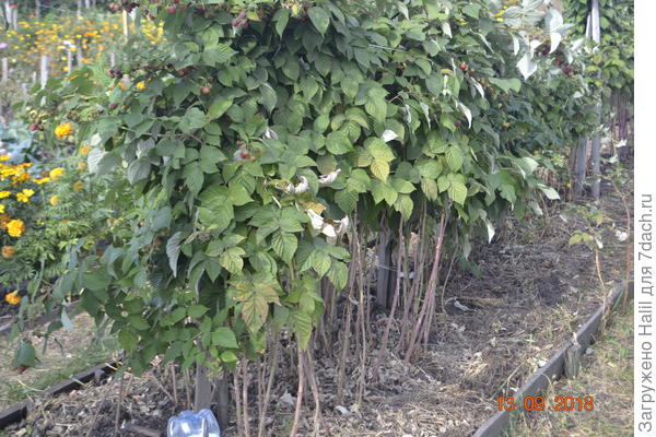 Вот так выращиваю малину.