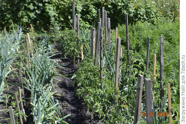 А здесь садал рассаду помидор в луке и чесноке,после уборки лука и чеснока будет расти помидоры.